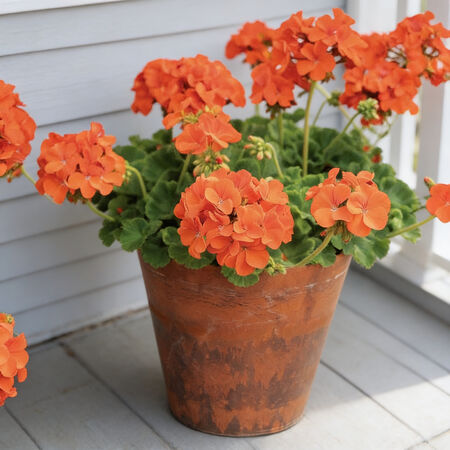Orange Maverick, Geranium Seeds - Packet image number null